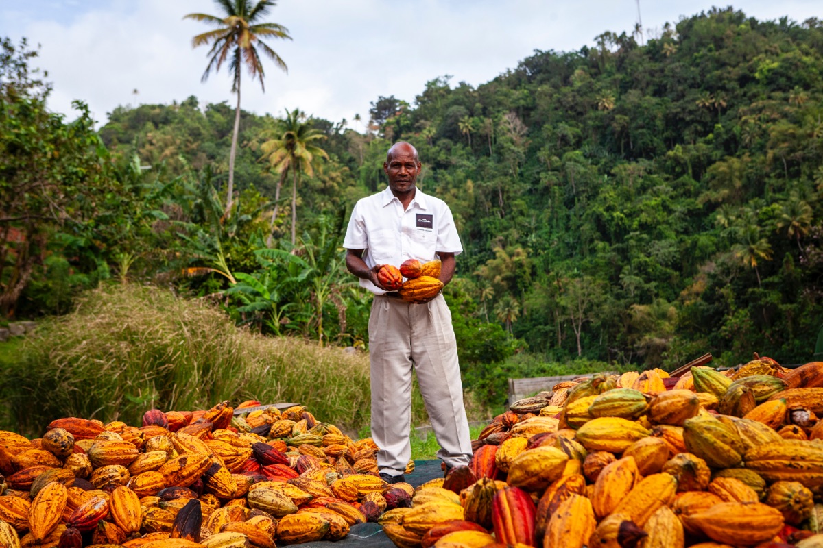 Cocoa pod farmer standing amongst his crop harvest.