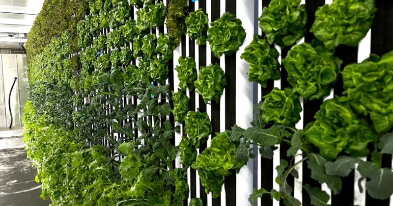 This salad concept grows its own lettuce through an on-site hydroponic farm