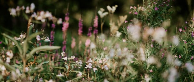 annie-spratt-lDuw1X3j2G0-unsplash