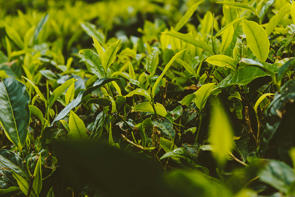 Credentials That Matter Ethical Sourcing You Can Actually Check