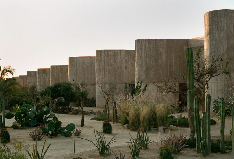 A row of modern, cylindrical concrete buildings stands behind a landscaped desert garden with various cacti and dry-climate plants under a clear sky.