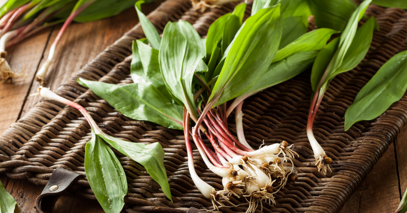 Ramps, a special springtime treat