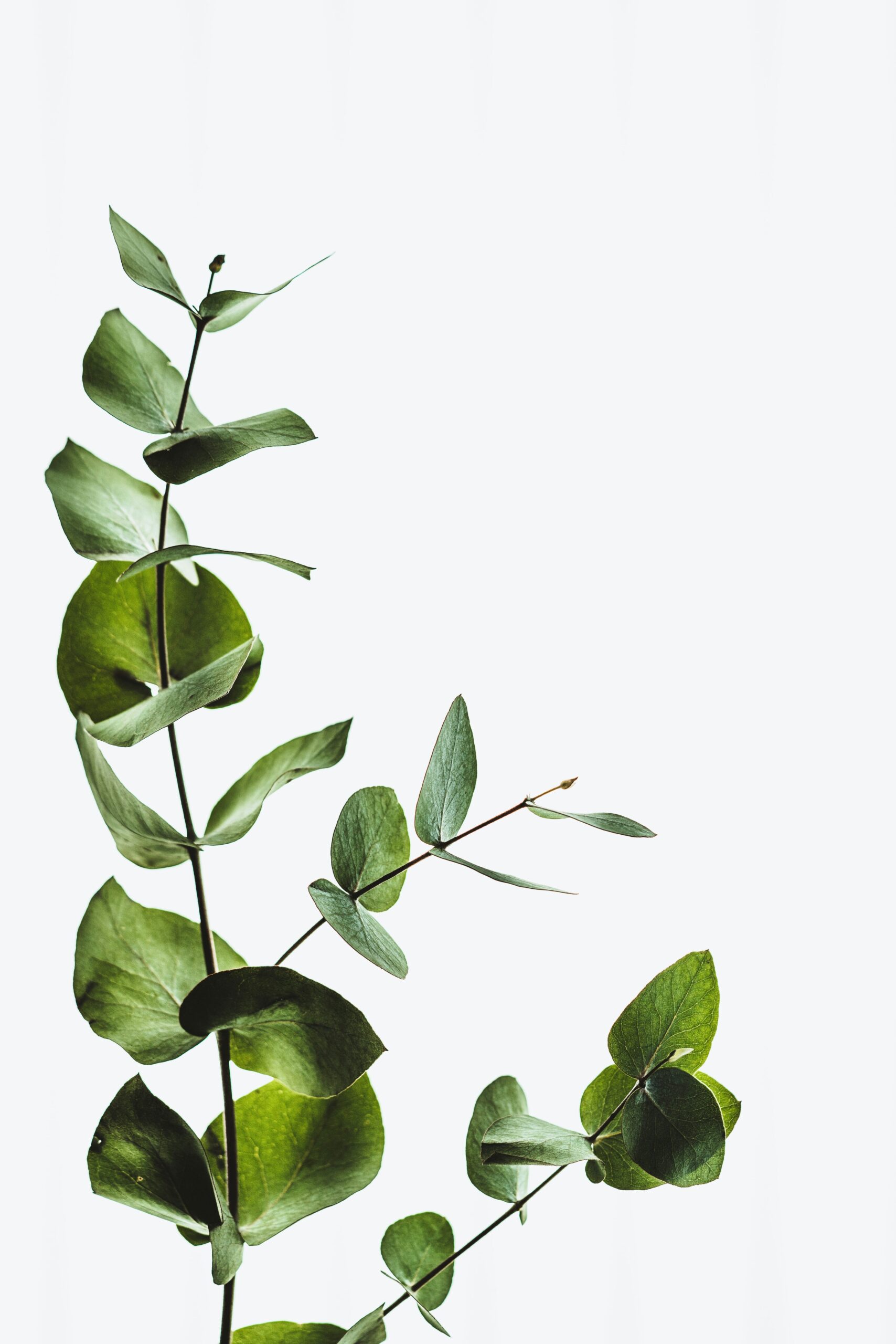 Plants donated by local residents cover undulating facade of SOIL Nihonbashi