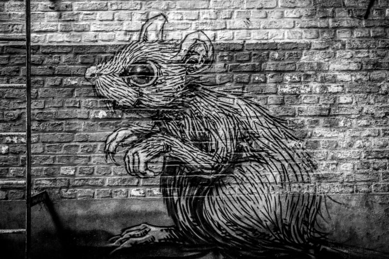 Hotels Urged to Implement Proactive Rodent Control as Winter Increases Infestation Risk in Urban Areas