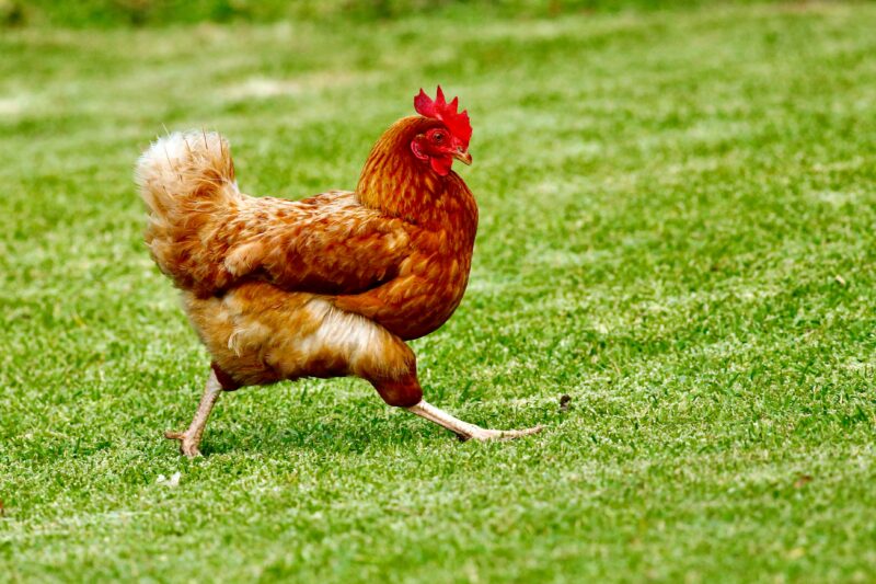 Sweetgreen, Modern Market, and Starbird Introduce New Chicken-Based Dishes Inspired by Global Flavors for Spring Menu