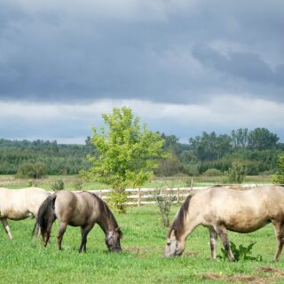 Horses grazing in a green field under a dark, cloudy sky with trees in the background.