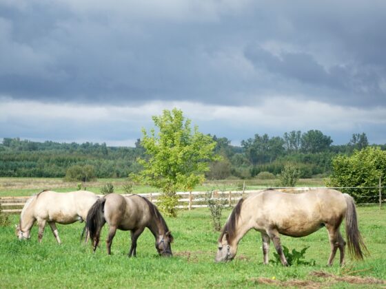 Horses grazing in a green field under a dark, cloudy sky with trees in the background.