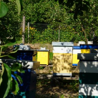 Colorful beehives arranged in rows under trees with a chain-link fence in the background.