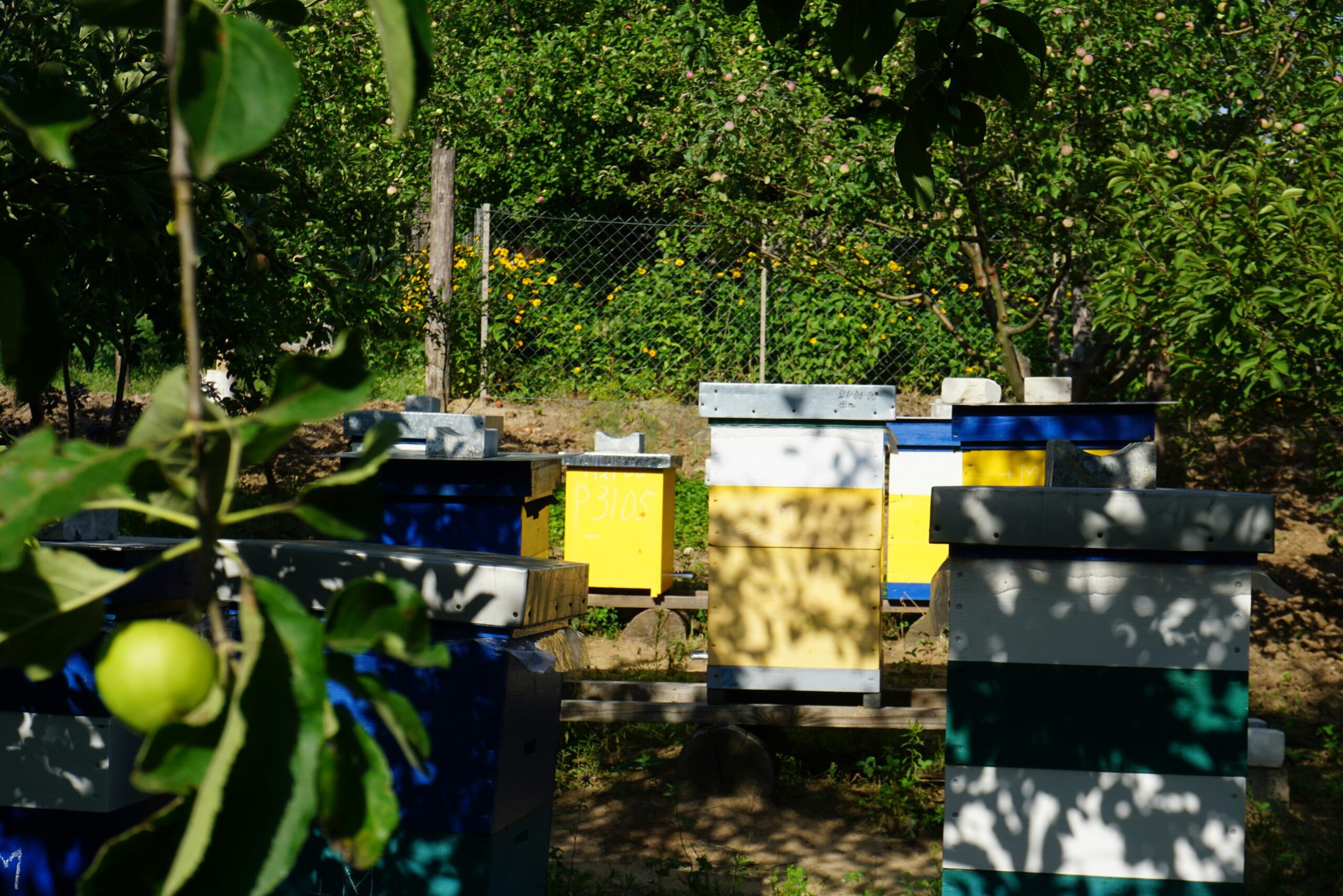 Apiary Hotel Set to Open in Belleview Station in Early 2026