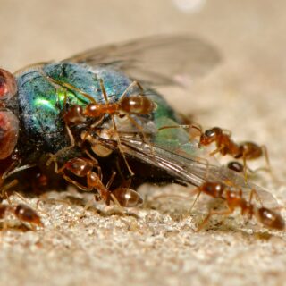 Green metallic bottle fly lying on its back surrounded by brown ants on a sandy surface, appearing to be attacked by the ants
