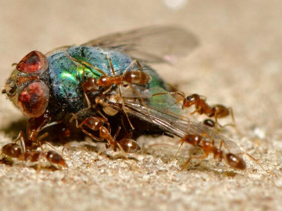 Green metallic bottle fly lying on its back surrounded by brown ants on a sandy surface, appearing to be attacked by the ants
