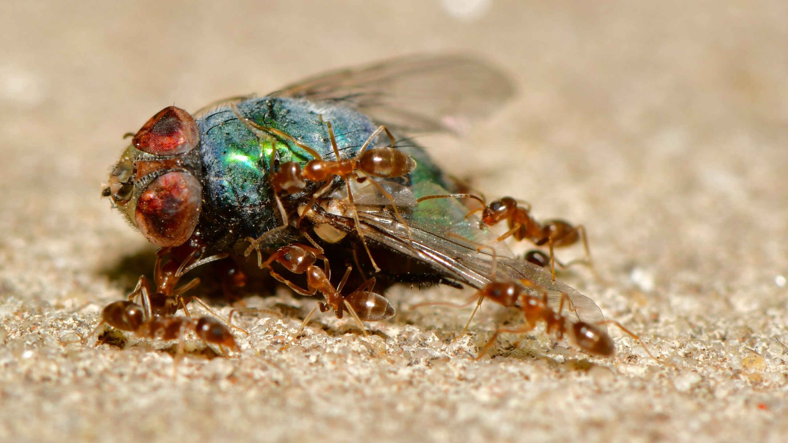 Bed Bug Safety Overtakes Stars, Cleanliness and Value as Travellers’ #1 Hotel Booking Concern, Phocuswright Research Confirms