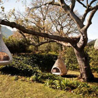 Wicker hanging chairs suspended from a large tree in a sunny garden, with cushions inside each pod.
