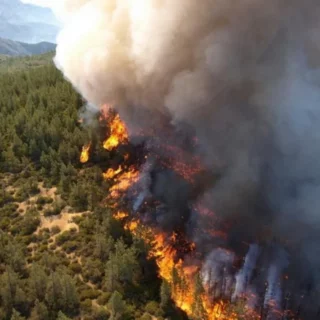 Large forest fire with bright orange flames and thick smoke consuming trees in a dense forest.