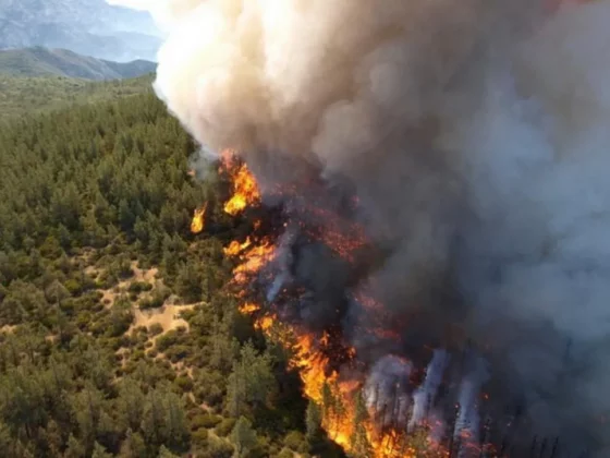Large forest fire with bright orange flames and thick smoke consuming trees in a dense forest.
