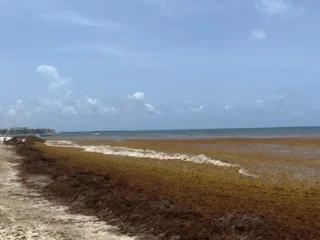 Beached seaweed line along a sandy shoreline with calm ocean and a blue sky; a few people in the distance on the left.