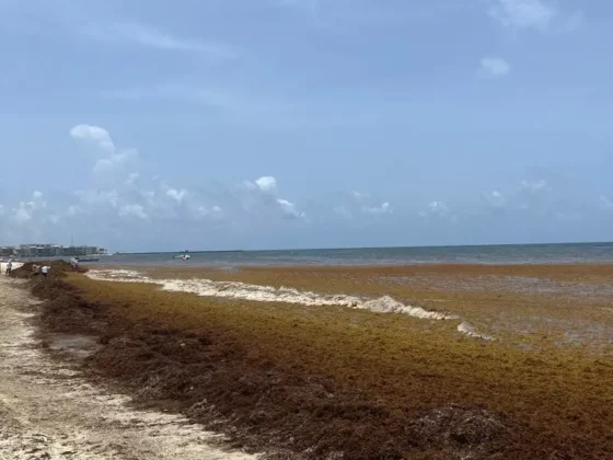 Beached seaweed line along a sandy shoreline with calm ocean and a blue sky; a few people in the distance on the left.
