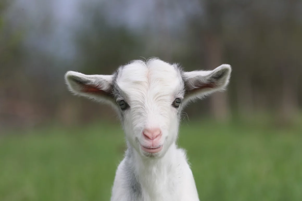 Close-up of a curious white goat kid facing the camera in a grassy field.