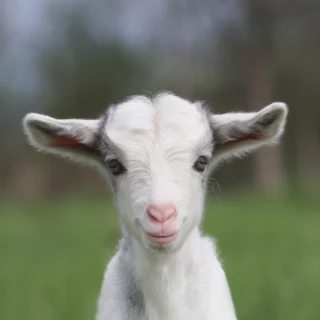 Close-up of a curious white goat kid facing the camera in a grassy field.