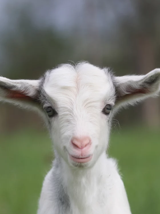 Close-up of a curious white goat kid facing the camera in a grassy field.