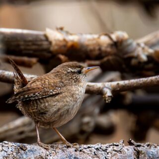 Small brown songbird perched on a branch among dry wood, facing right.