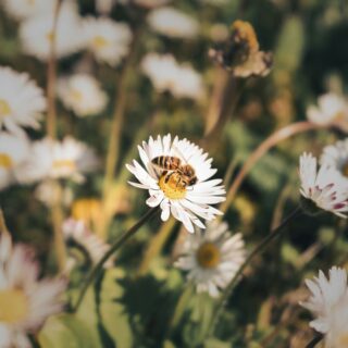 Bee gathering nectar on a white daisy in a sunlit meadow with blurred background.