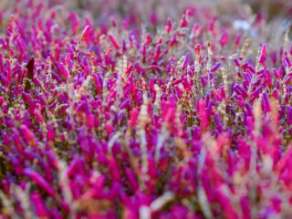 Dense field of pink and magenta flower spikes stretching into the distance