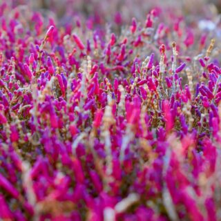 Dense field of pink and magenta flower spikes stretching into the distance