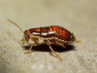 Close-up of a dead cockroach on a speckled beige surface, showing its orange-brown segmented body.