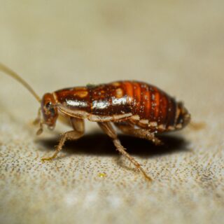 Close-up of a dead cockroach on a speckled beige surface, showing its orange-brown segmented body.