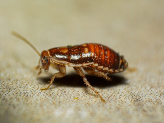 Close-up of a dead cockroach on a speckled beige surface, showing its orange-brown segmented body.