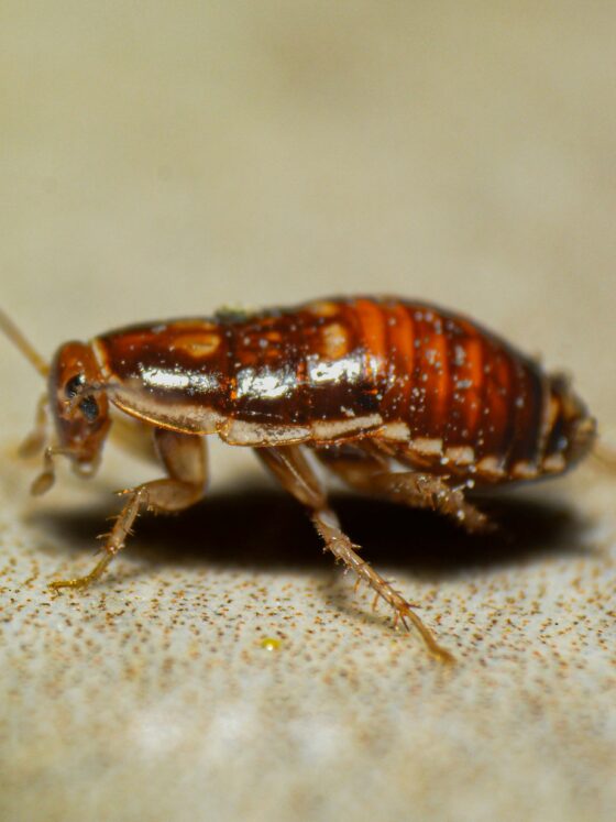 Close-up of a dead cockroach on a speckled beige surface, showing its orange-brown segmented body.