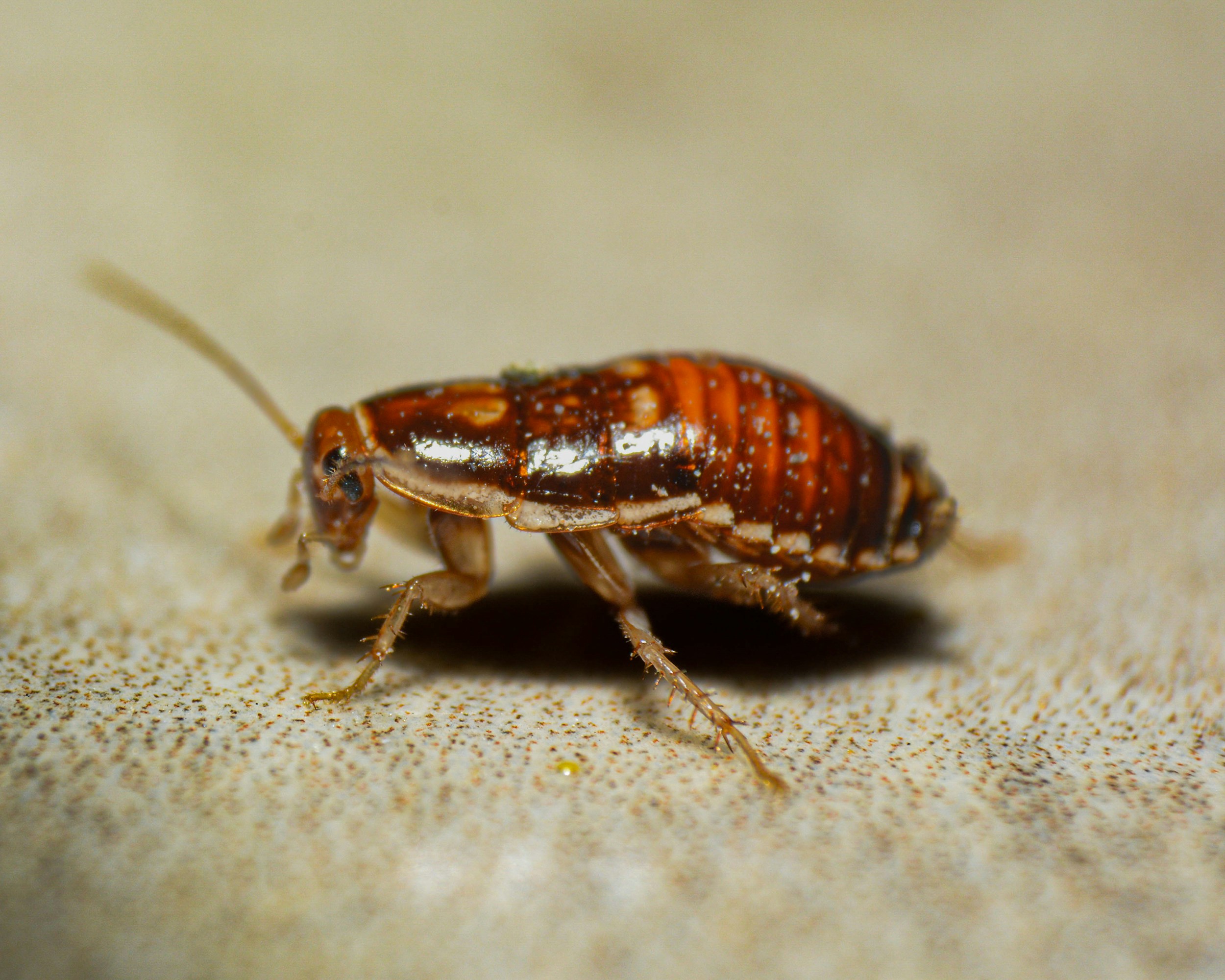 Phocuswright Study: 79-84% of Travelers Prefer Certified Bed Bug-Free Hotels Over Uncertified 5-Star Options