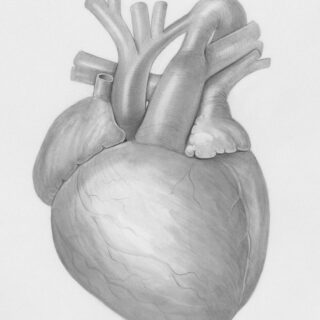 Anatomical pencil drawing of a human heart with the aorta and major arteries radiating from the top.