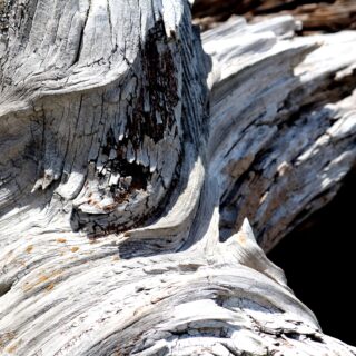 Close-up of weathered gray driftwood with deep cracks and twisted grain trail of wood fibers main texture in image center.