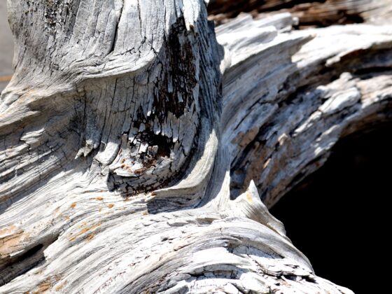 Close-up of weathered gray driftwood with deep cracks and twisted grain trail of wood fibers main texture in image center.