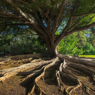 Large tree with massive exposed roots spreading across the ground in a sunny park setting.