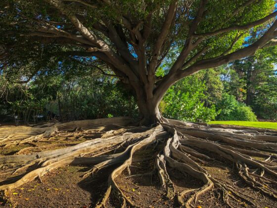 Large tree with massive exposed roots spreading across the ground in a sunny park setting.
