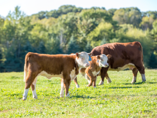 Two brown-and-white calves and an adult cow stand in a sunlit green field with a forest in the background on a clear day.