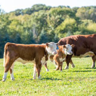 Two brown-and-white calves and an adult cow stand in a sunlit green field with a forest in the background on a clear day.