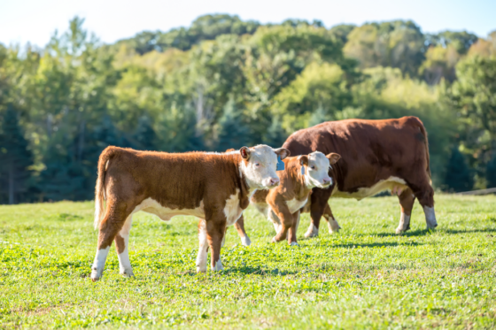 Two brown-and-white calves and an adult cow stand in a sunlit green field with a forest in the background on a clear day.