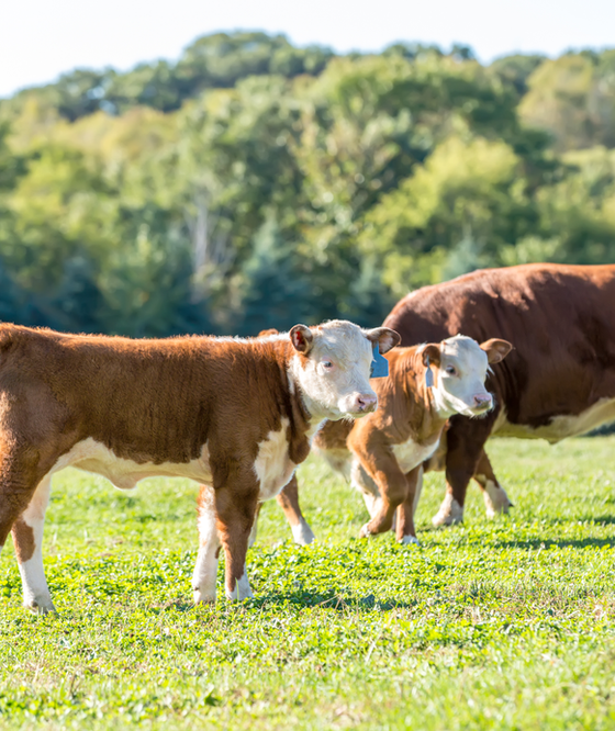 Two brown-and-white calves and an adult cow stand in a sunlit green field with a forest in the background on a clear day.