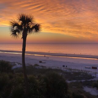 Silhouetted palm tree on a sandy beach at sunset with orange-pink sky and calm water in the background.