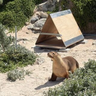 A sea otter standing on a sandy area near a wooden, triangular shelter with metal reinforcements, surrounded by shrubs and rocks on a sunny day.