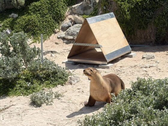A sea otter standing on a sandy area near a wooden, triangular shelter with metal reinforcements, surrounded by shrubs and rocks on a sunny day.