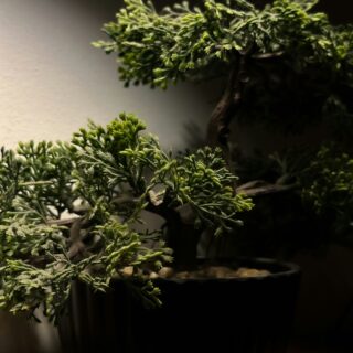 Close-up of a bonsai tree with dense green foliage in a black pot on a wooden surface under warm lighting.