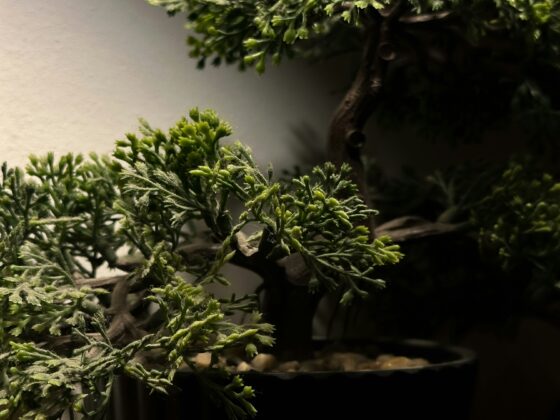 Close-up of a bonsai tree with dense green foliage in a black pot on a wooden surface under warm lighting.
