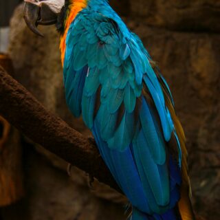 Blue-and-yellow macaw perched on a branch, facing left, showing bright blue feathers and orange neck.