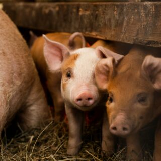Pink piglets huddled in a straw-filled pen behind a wooden barrier in a barn.