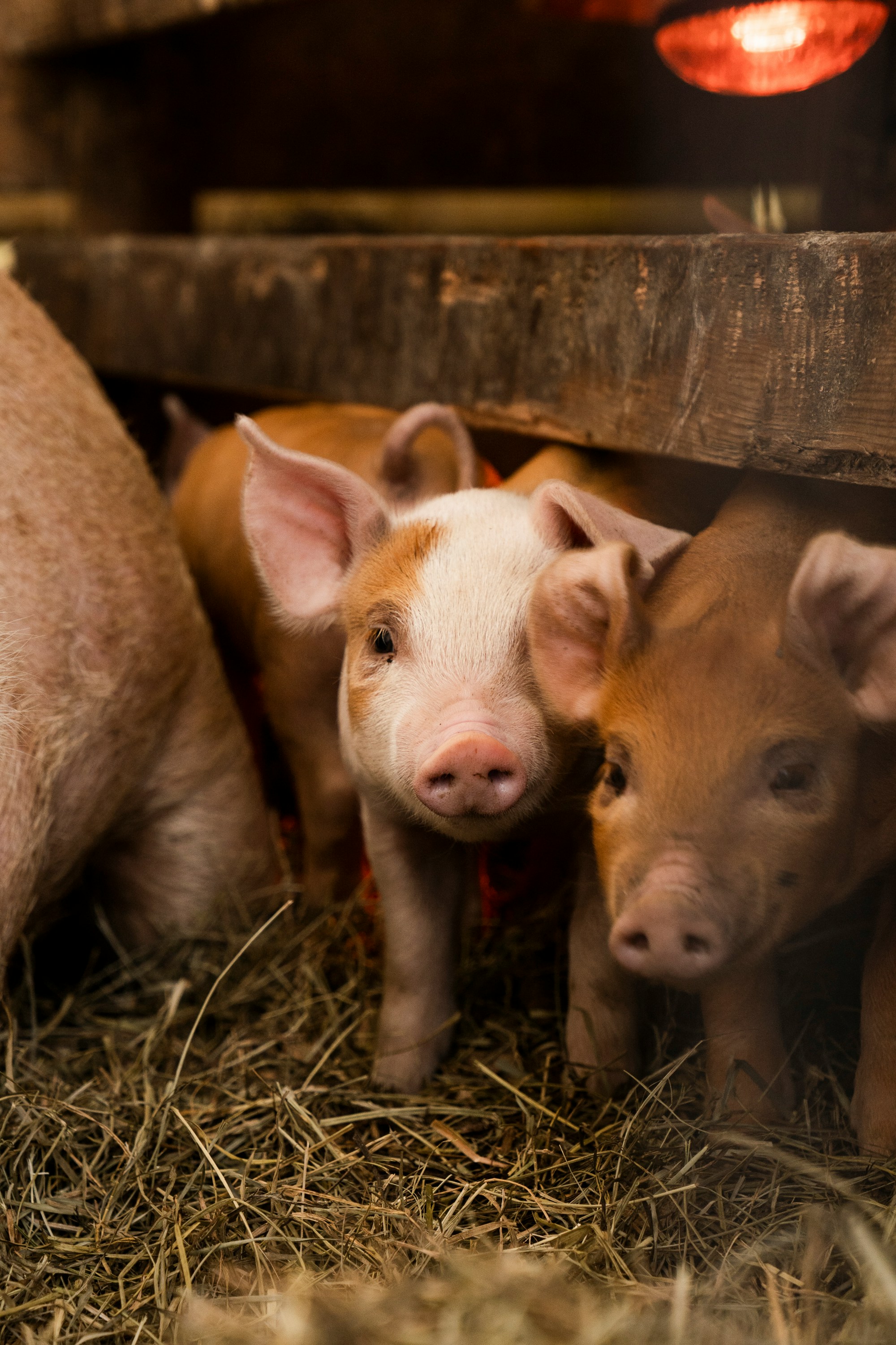 The Pig to open its 10th property with new Warwickshire hotel